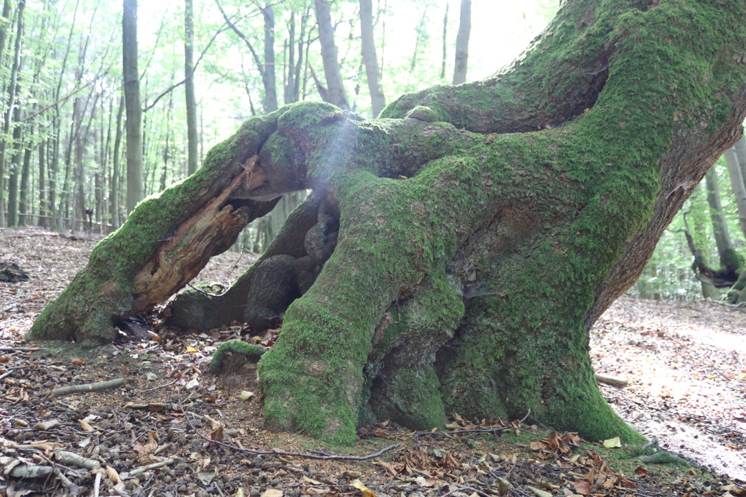 grenzenerforschen Gebück Rheingau